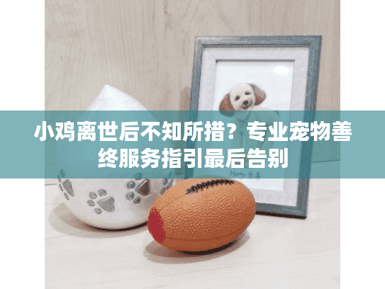 小鸡离世后不知所措？专业宠物善终服务指引最后告别