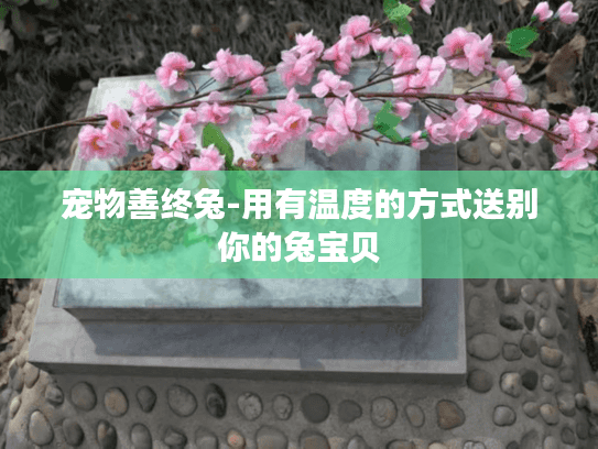 宠物善终兔-用有温度的方式送别你的兔宝贝