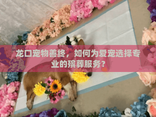 龙口宠物善终，如何为爱宠选择专业的殡葬服务？