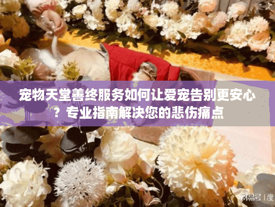 宠物天堂善终服务如何让爱宠告别更安心？专业指南解决您的悲伤痛点