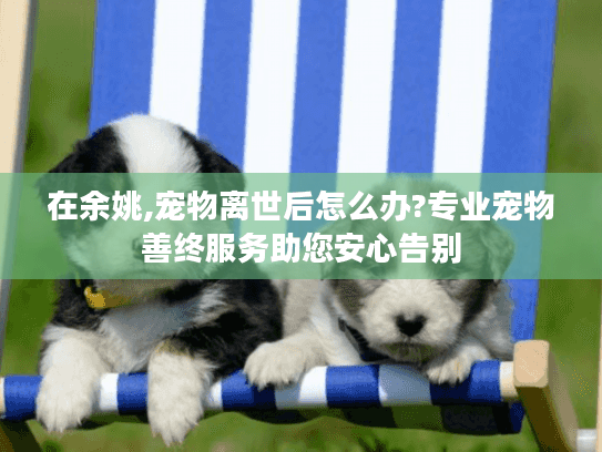 在余姚,宠物离世后怎么办?专业宠物善终服务助您安心告别