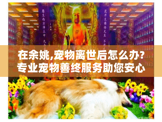 在余姚,宠物离世后怎么办?专业宠物善终服务助您安心告别