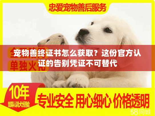 宠物善终证书怎么获取？这份官方认证的告别凭证不可替代