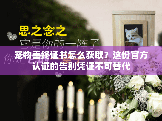 宠物善终证书怎么获取？这份官方认证的告别凭证不可替代