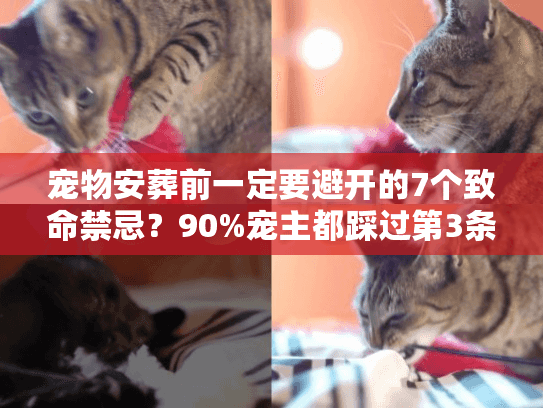 宠物安葬前一定要避开的7个致命禁忌？90%宠主都踩过第3条
