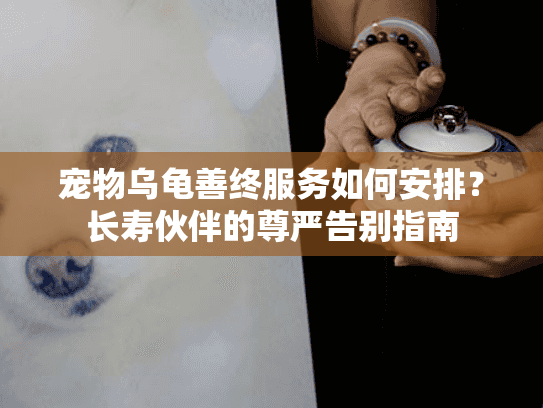 宠物乌龟善终服务如何安排？长寿伙伴的尊严告别指南