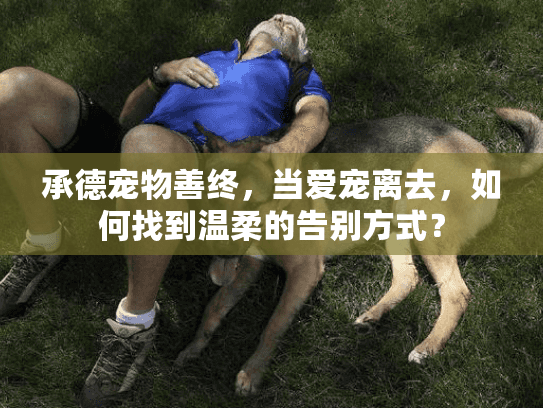 承德宠物善终，当爱宠离去，如何找到温柔的告别方式？