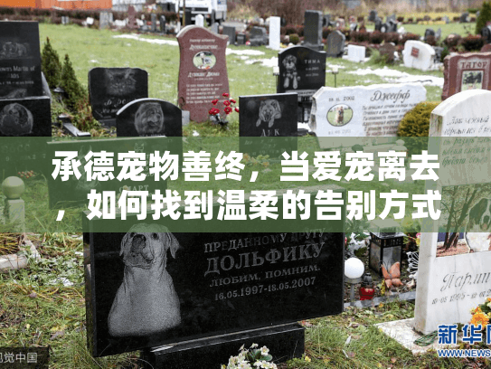 承德宠物善终，当爱宠离去，如何找到温柔的告别方式？
