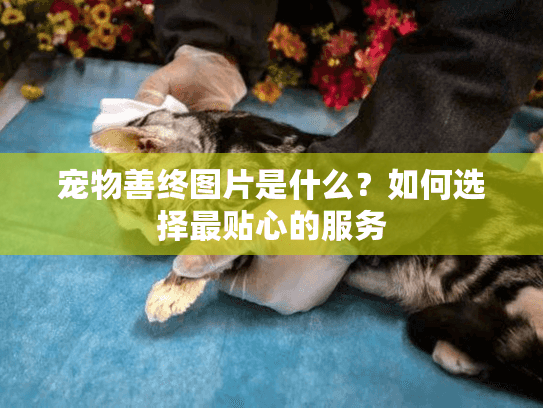 宠物善终图片是什么？如何选择最贴心的服务