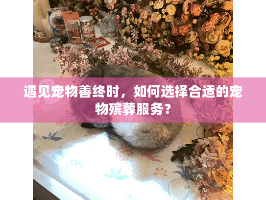 遇见宠物善终时，如何选择合适的宠物殡葬服务？
