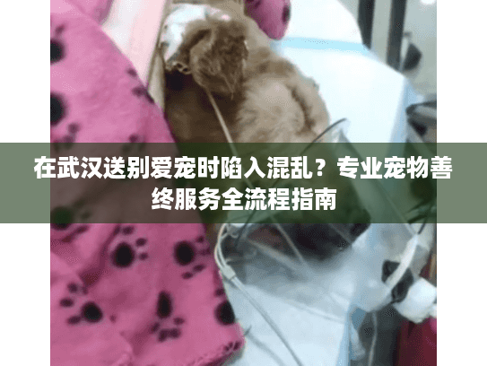 在武汉送别爱宠时陷入混乱？专业宠物善终服务全流程指南