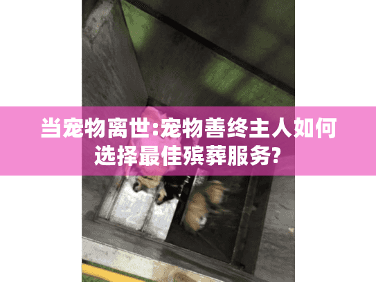 当宠物离世:宠物善终主人如何选择最佳殡葬服务?