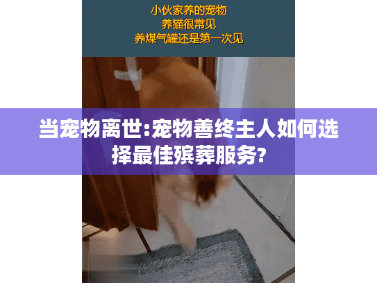 当宠物离世:宠物善终主人如何选择最佳殡葬服务?