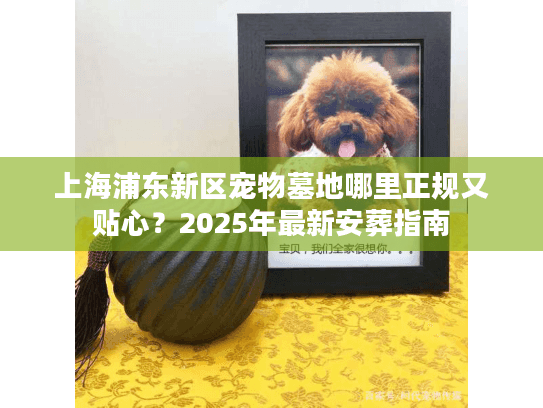 上海浦东新区宠物墓地哪里正规又贴心？2025年最新安葬指南