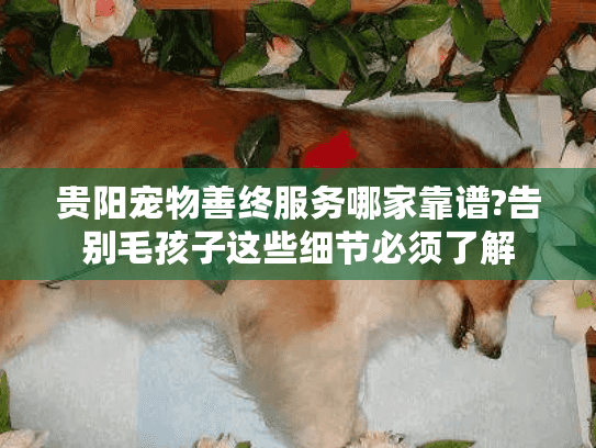 贵阳宠物善终服务哪家靠谱?告别毛孩子这些细节必须了解