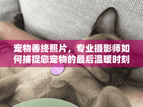 宠物善终照片，专业摄影师如何捕捉您宠物的最后温暖时刻？