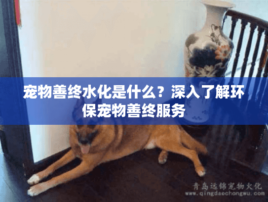 宠物善终水化是什么?深入了解环保宠物善终服务 宠物善终水化是什么?深入了解环保宠物善终服务