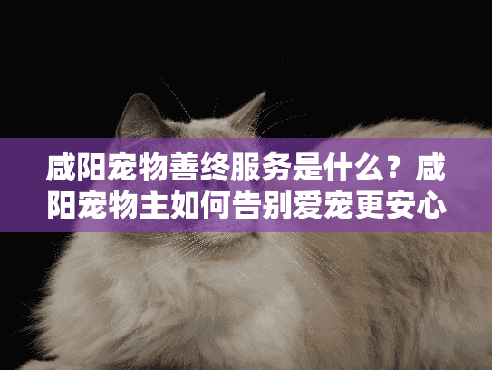 咸阳宠物善终服务是什么？咸阳宠物主如何告别爱宠更安心？