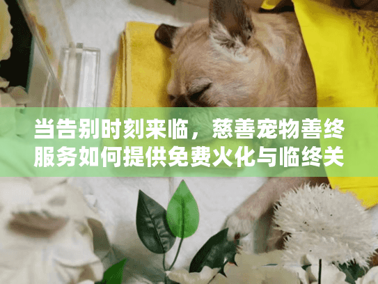 当告别时刻来临，慈善宠物善终服务如何提供免费火化与临终关怀？