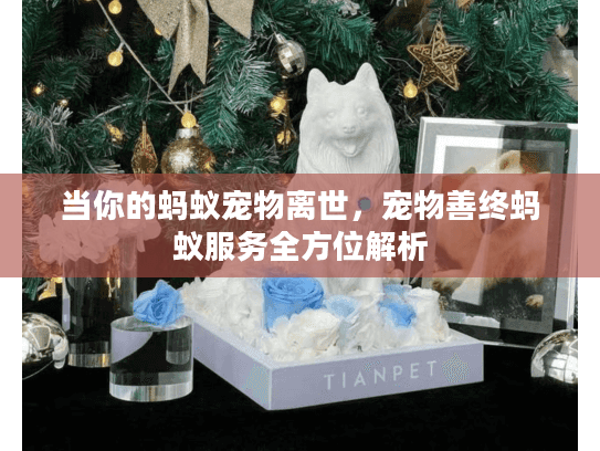 当你的蚂蚁宠物离世，宠物善终蚂蚁服务全方位解析