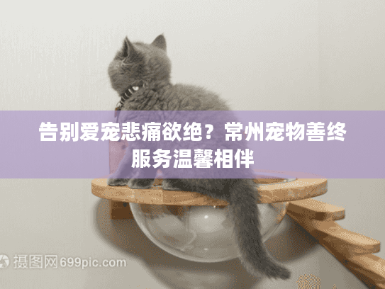 告别爱宠悲痛欲绝？常州宠物善终服务温馨相伴