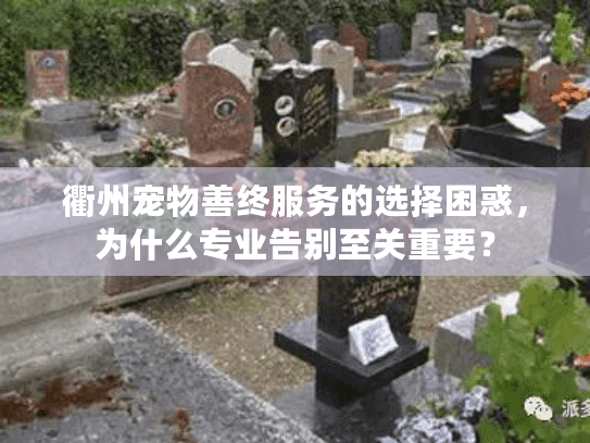 衢州宠物善终服务的选择困惑，为什么专业告别至关重要？