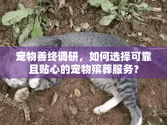 宠物善终调研，如何选择可靠且贴心的宠物殡葬服务？