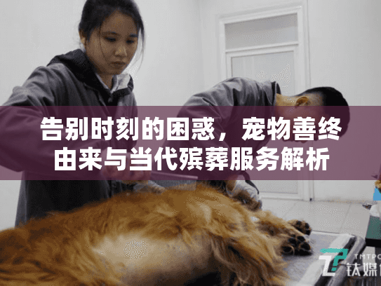 告别时刻的困惑，宠物善终由来与当代殡葬服务解析