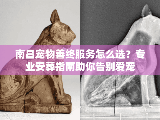 南昌宠物善终服务怎么选？专业安葬指南助你告别爱宠
