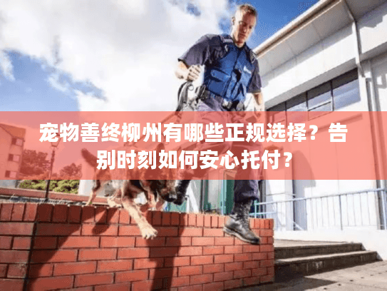 宠物善终柳州有哪些正规选择？告别时刻如何安心托付？