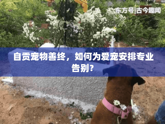 自贡宠物善终，如何为爱宠安排专业告别？