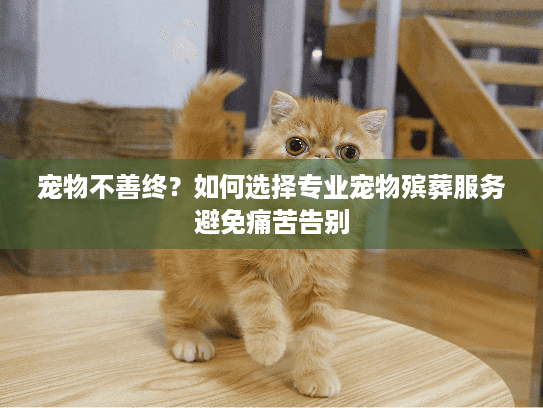 宠物不善终？如何选择专业宠物殡葬服务避免痛苦告别