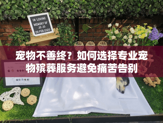 宠物不善终？如何选择专业宠物殡葬服务避免痛苦告别