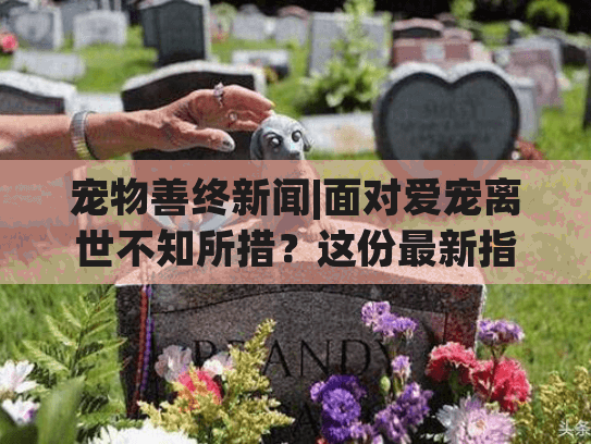 宠物善终新闻|面对爱宠离世不知所措？这份最新指南给你温暖答案
