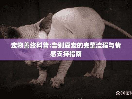 宠物善终科普:告别爱宠的完整流程与情感支持指南