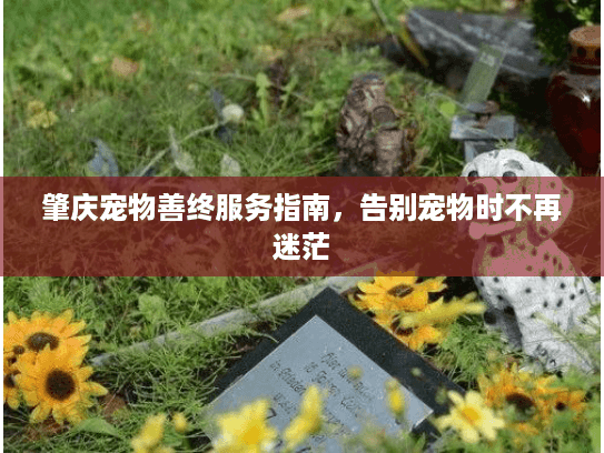 肇庆宠物善终服务指南，告别宠物时不再迷茫