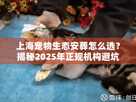 上海宠物生态安葬怎么选？揭秘2025年正规机构避坑内幕