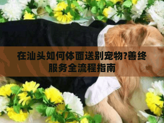 在汕头如何体面送别宠物?善终服务全流程指南