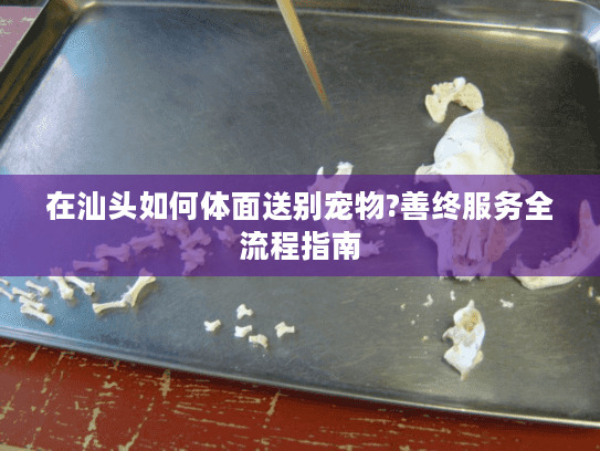 在汕头如何体面送别宠物?善终服务全流程指南