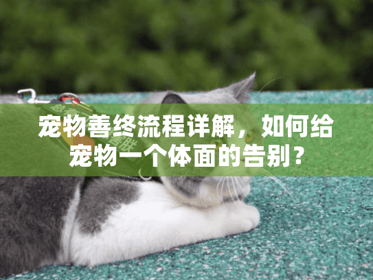 宠物善终流程详解，如何给宠物一个体面的告别？