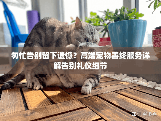 匆忙告别留下遗憾？高端宠物善终服务详解告别礼仪细节