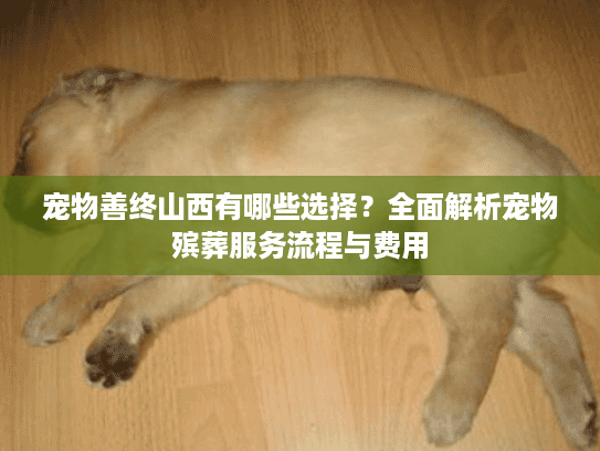 宠物善终山西有哪些选择？全面解析宠物殡葬服务流程与费用