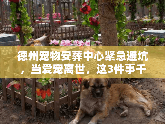 德州宠物安葬中心紧急避坑，当爱宠离世，这3件事千万别做
