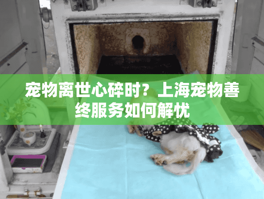 宠物离世心碎时？上海宠物善终服务如何解忧