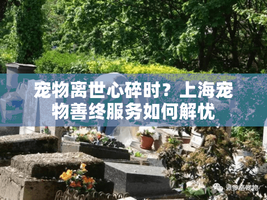 宠物离世心碎时？上海宠物善终服务如何解忧