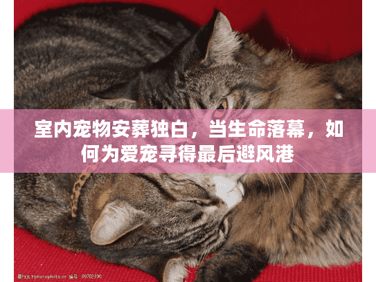 室内宠物安葬独白，当生命落幕，如何为爱宠寻得最后避风港