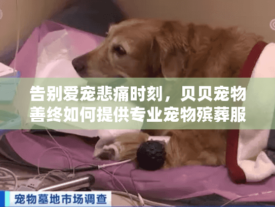 告别爱宠悲痛时刻，贝贝宠物善终如何提供专业宠物殡葬服务？