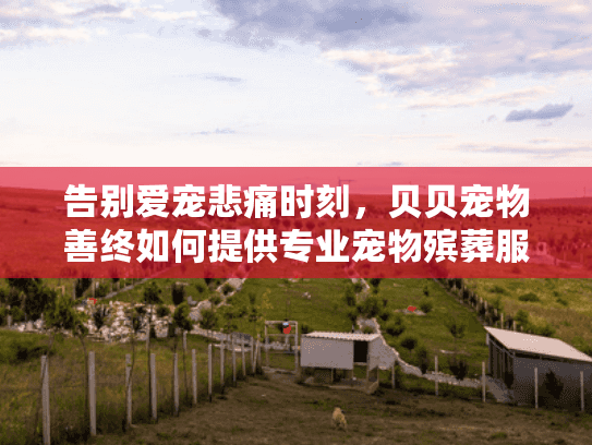 告别爱宠悲痛时刻，贝贝宠物善终如何提供专业宠物殡葬服务？