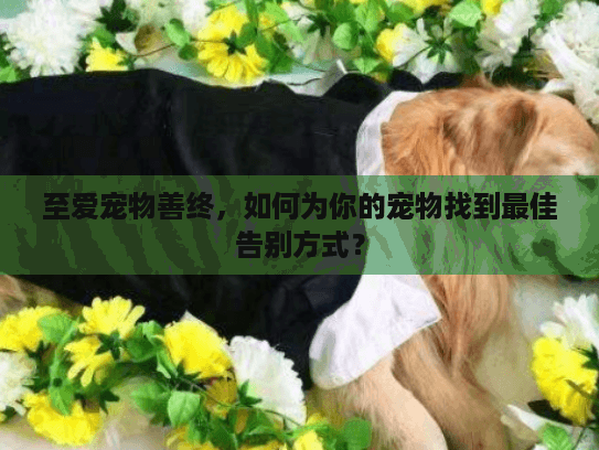 至爱宠物善终，如何为你的宠物找到最佳告别方式？