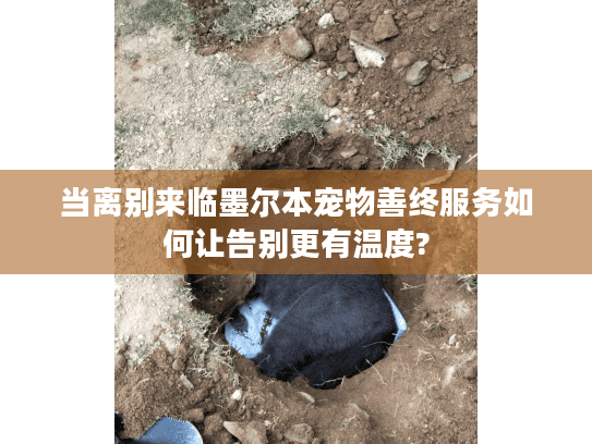 当离别来临墨尔本宠物善终服务如何让告别更有温度?